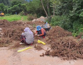 치유숲모이라양재순님의 두릅 · 삽목•정식 작성글 사진