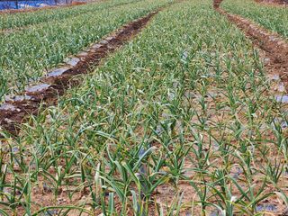 호박10174님의 2월 내 작물 자랑하기 · 참여글 작성글 사진