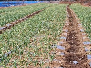 호박10174님의 2월 내 작물 자랑하기 · 참여글 작성글 사진