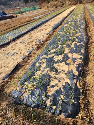 귀농9년차삼정농원님의 마늘 · 제초 작성글 사진