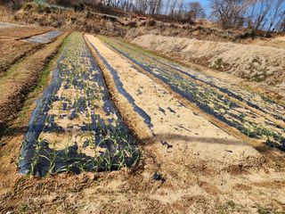 귀농9년차삼정농원님의 마늘 · 제초 작성글 사진