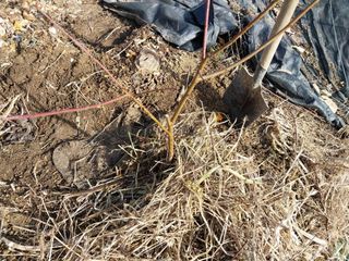 금동이네님의 복숭아 · 자유게시판 작성글 사진