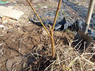 금동이네님의 복숭아 · 자유게시판 작성글 사진