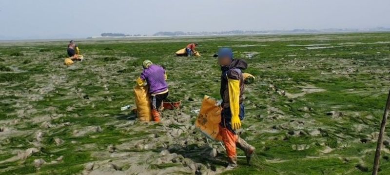 커피한잔의여유님의 장터 판매 상품 [무안반도감태5kg] 첨부 사진
