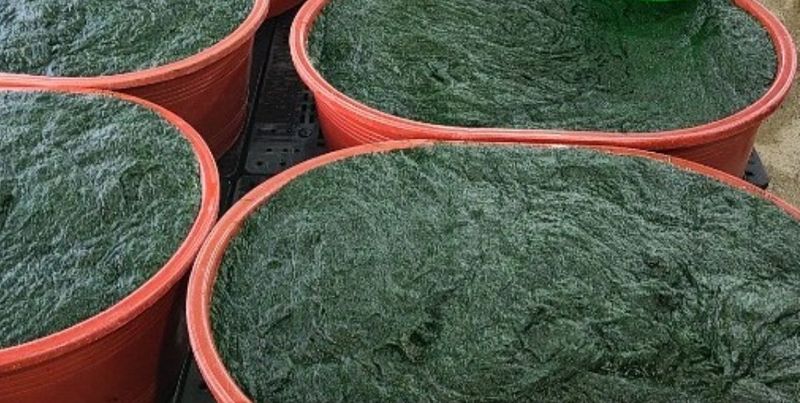 커피한잔의여유님의 장터 판매 상품 [무안반도감태5kg] 첨부 사진