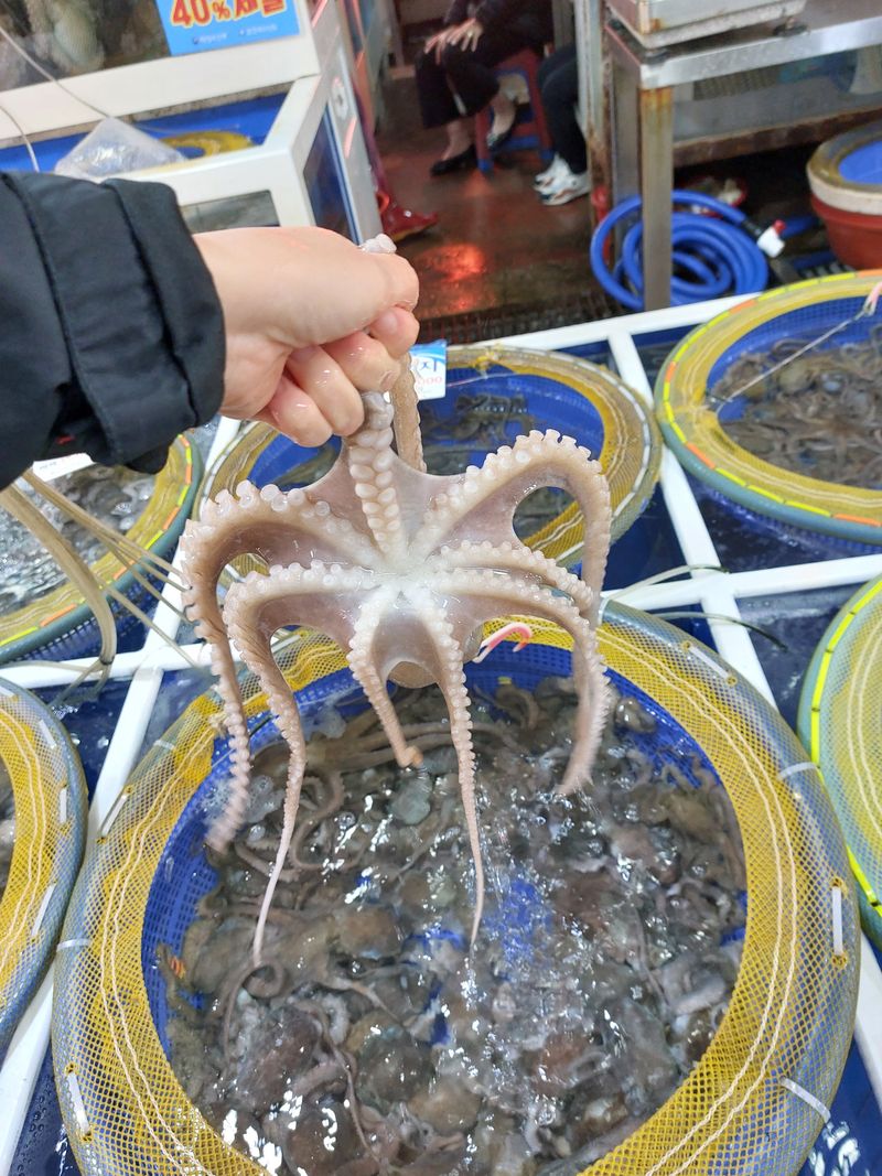 장터 상품 [장흥 뻘낙지 10 마리] 썸네일