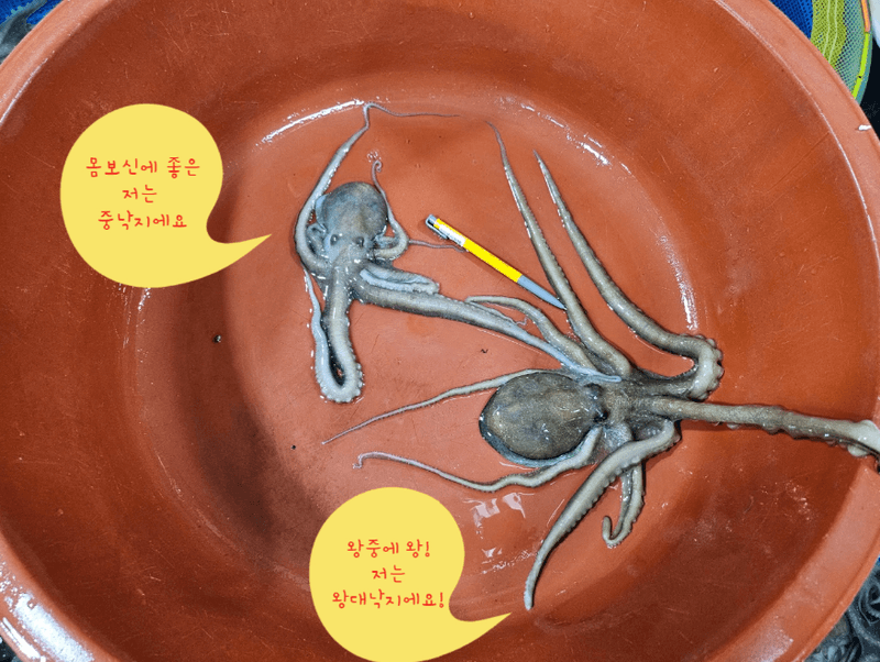 목포제주수산님의 장터 판매 상품 [장흥 뻘낙지 10 마리] 첨부 사진