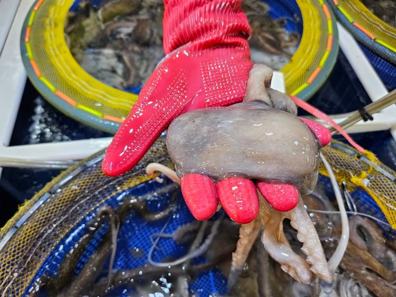 목포제주수산님의 장터 판매 상품 [장흥 뻘낙지 10 마리] 첨부 사진