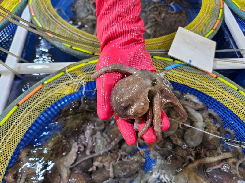 목포제주수산님의 장터 판매 상품 [장흥 뻘낙지 10 마리] 첨부 사진