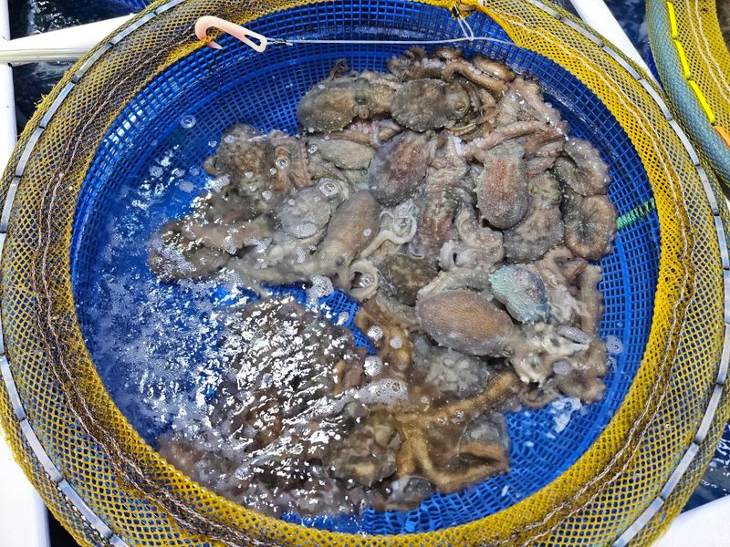 목포제주수산님의 장터 판매 상품 [장흥 뻘낙지 10 마리] 첨부 사진