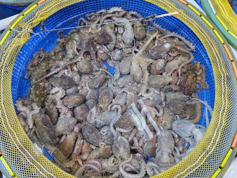 목포제주수산님의 장터 판매 상품 [장흥 뻘낙지 10 마리] 첨부 사진