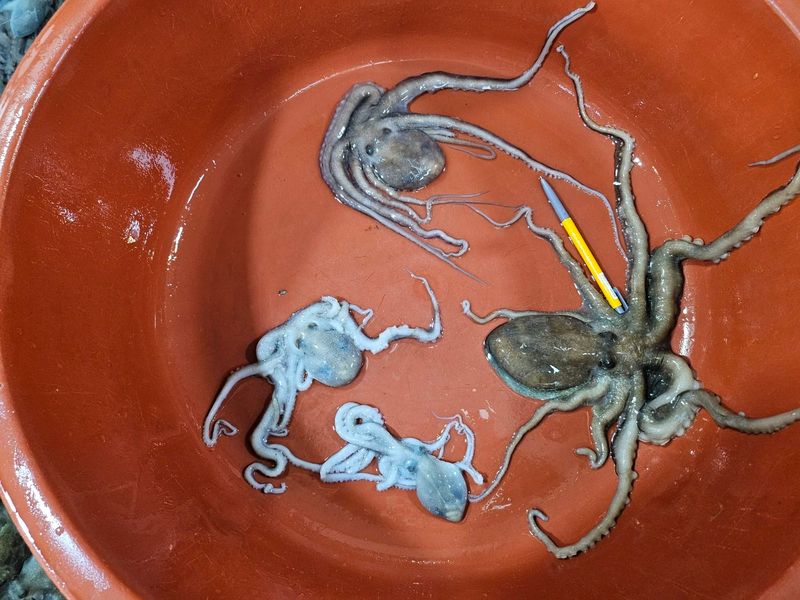 목포제주수산님의 장터 판매 상품 [장흥 뻘낙지 10 마리] 첨부 사진