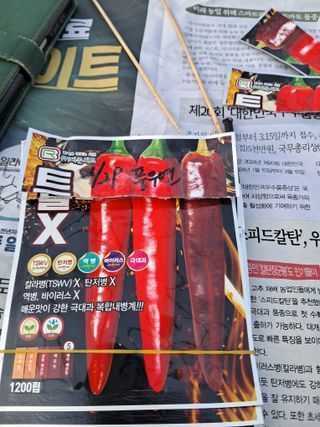 안성농부님의 고추 · 파종•정식 작성글 사진