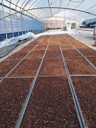 안성농부님의 고추 · 파종•정식 작성글 사진