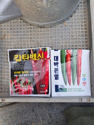 안성농부님의 고추 · 파종•정식 작성글 사진