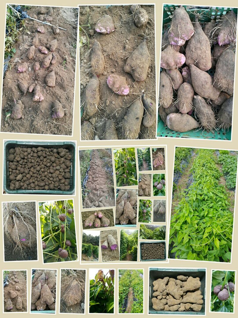 장터 상품 [열매열리는 자색마 1kg ] 썸네일