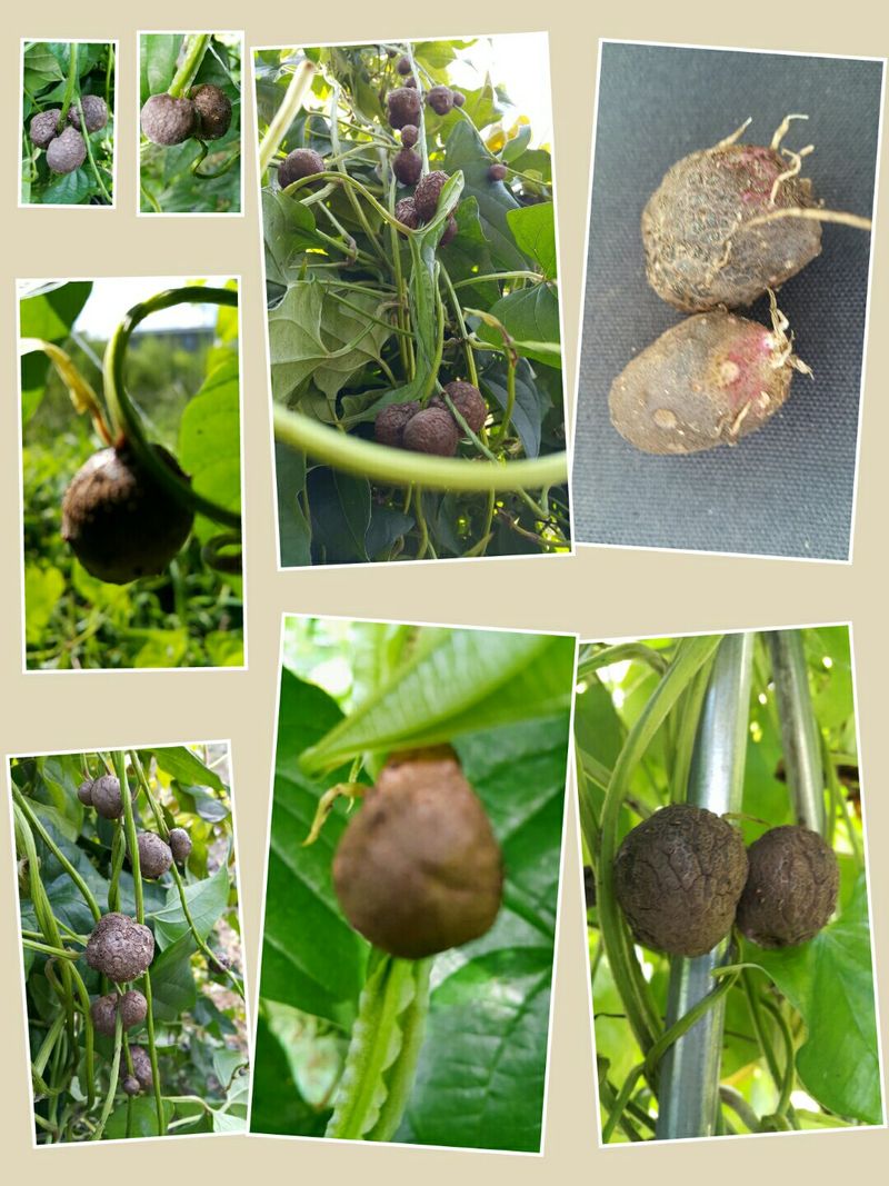 정보센터님의 장터 판매 상품 [열매열리는 자색마 1kg ] 첨부 사진