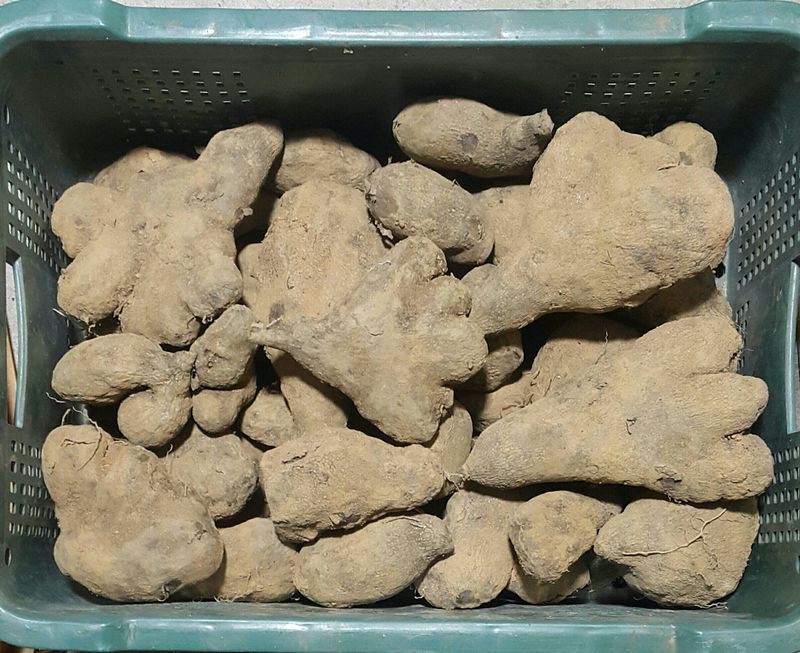 정보센터님의 장터 판매 상품 [열매열리는 자색마 1kg ] 첨부 사진