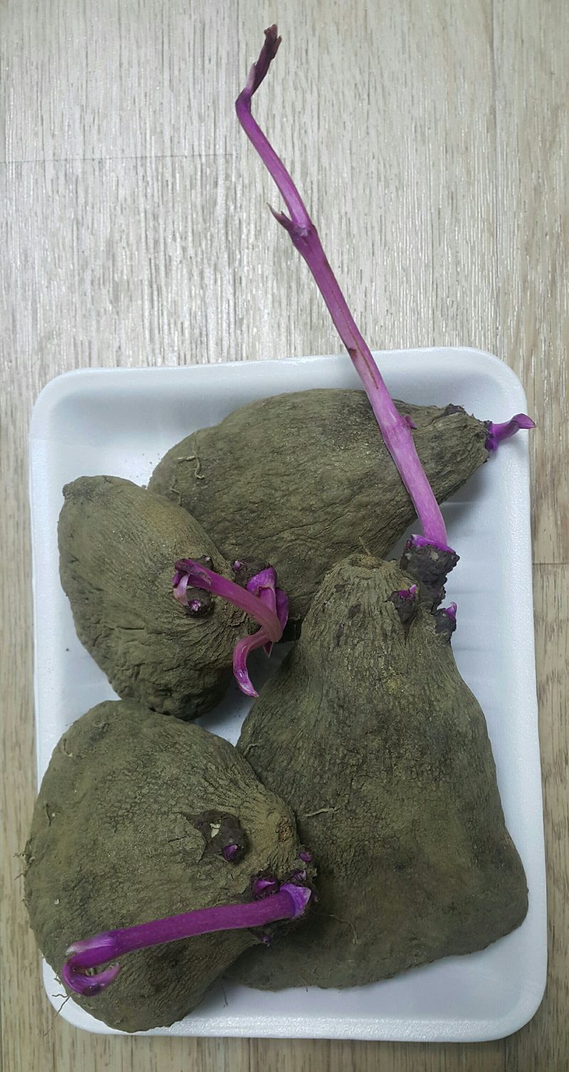 정보센터님의 장터 판매 상품 [열매열리는 자색마 1kg ] 첨부 사진