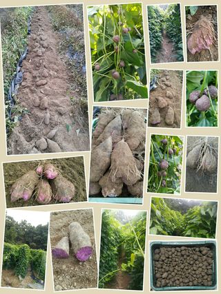 정보센터님의 기타작물 · 자유게시판 작성글 사진