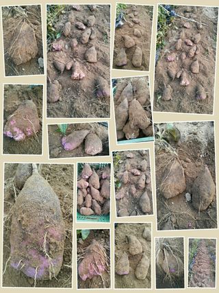 정보센터님의 기타작물 · 자유게시판 작성글 사진