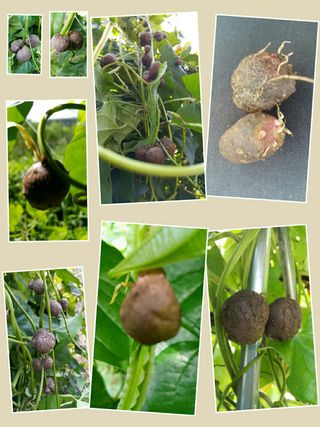 정보센터님의 기타작물 · 자유게시판 작성글 사진