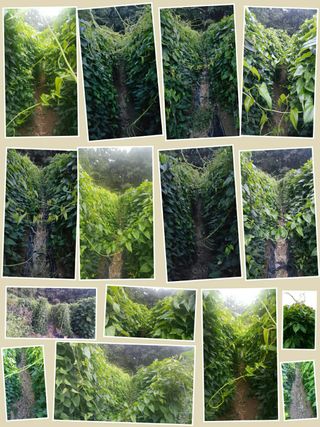 정보센터님의 기타작물 · 자유게시판 작성글 사진