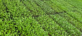 이동훈님의 고추 · 품종•종자 작성글 사진