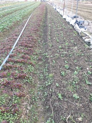 김화연님의 시금치 · 생장기 농작업 작성글 사진