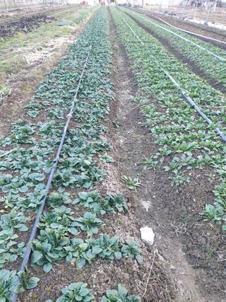 김화연님의 시금치 · 생장기 농작업 작성글 사진