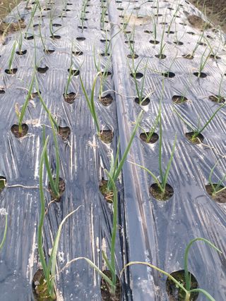 김화연님의 시금치 · 생장기 농작업 작성글 사진