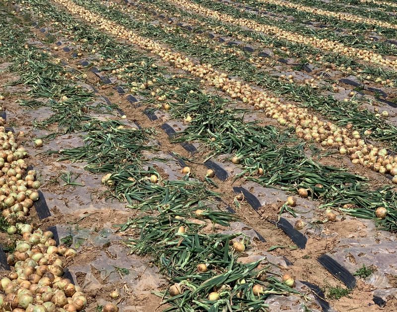 이영민님의 장터 판매 상품 [무안 황토밭 조생 일반양파 자색양파5kg 25년 수확] 첨부 사진