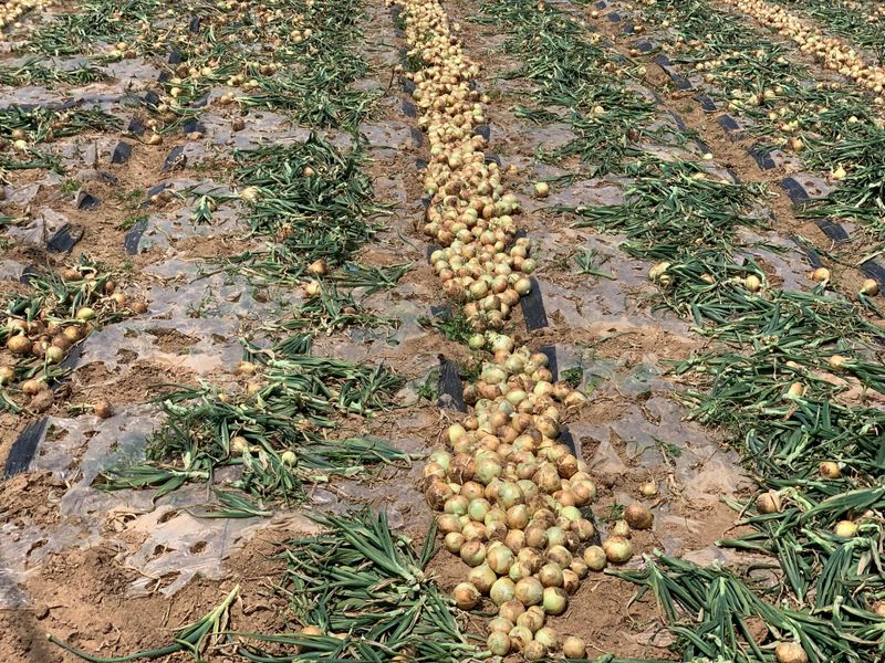 이영민님의 장터 판매 상품 [무안 황토밭 조생 일반양파 자색양파5kg 25년 수확] 첨부 사진