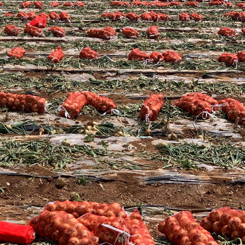 이영민님의 장터 판매 상품 [무안 황토밭 조생 일반양파 자색양파5kg 25년 수확] 첨부 사진