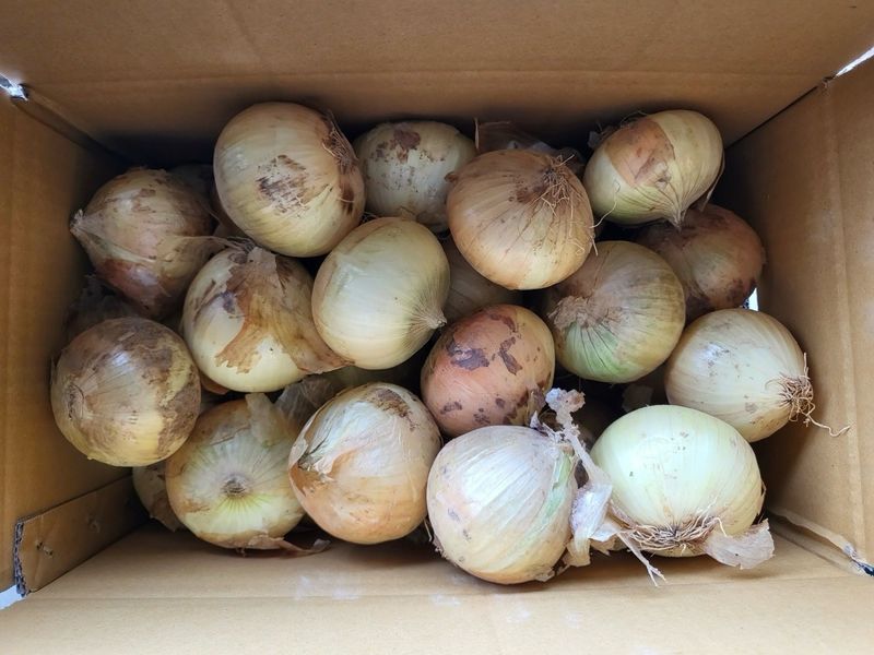 이영민님의 장터 판매 상품 [무안 황토밭 조생 일반양파 자색양파5kg 25년 수확] 첨부 사진