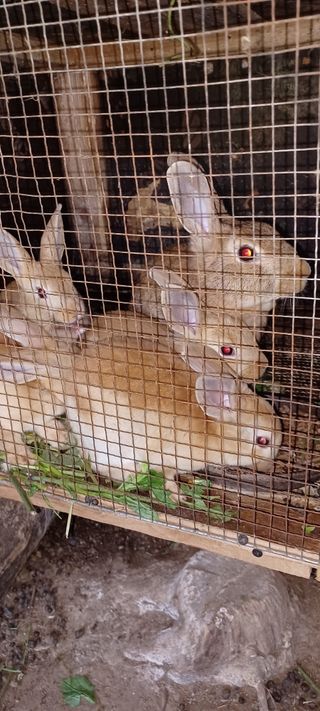 자두17509님의 매실 · 자유게시판 작성글 사진