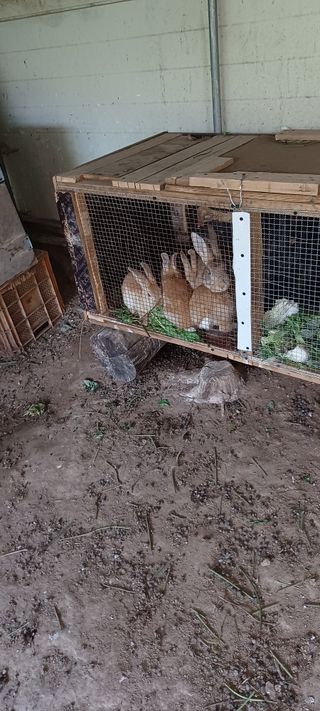 자두17509님의 매실 · 자유게시판 작성글 사진