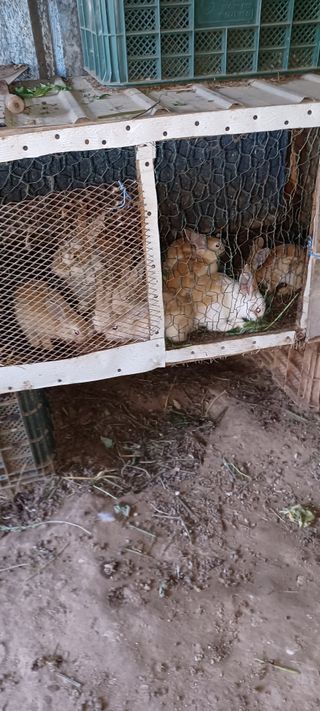 자두17509님의 매실 · 자유게시판 작성글 사진