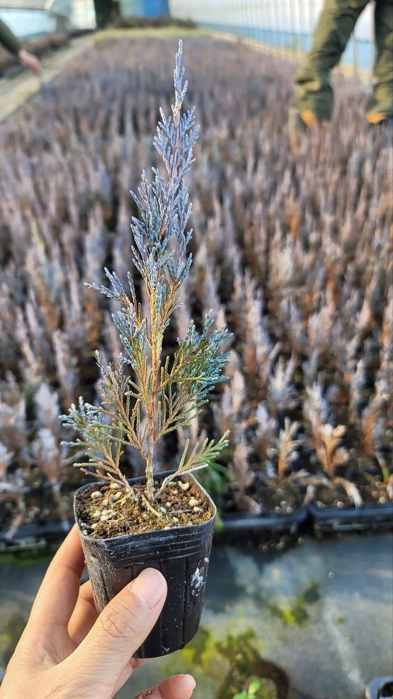 장터 상품 [블루엔젤 포트 묘목 50주] 썸네일