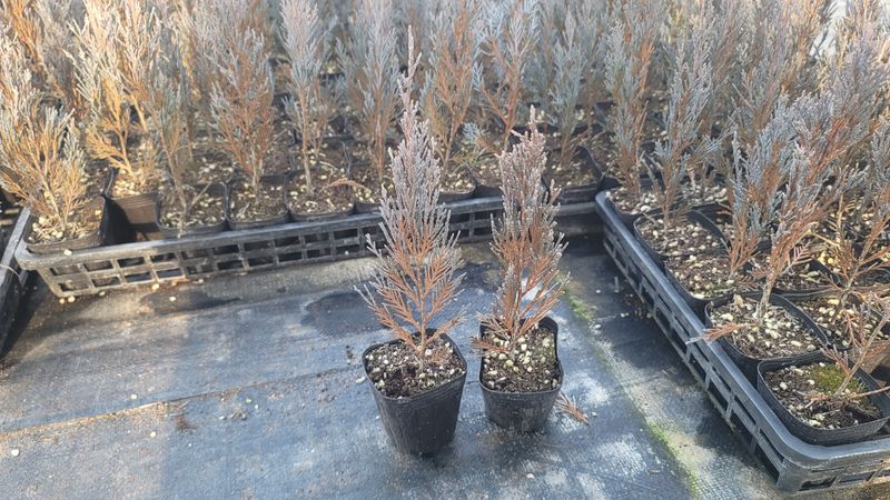 이선미님의 장터 판매 상품 [블루엔젤 포트 묘목 50주] 첨부 사진