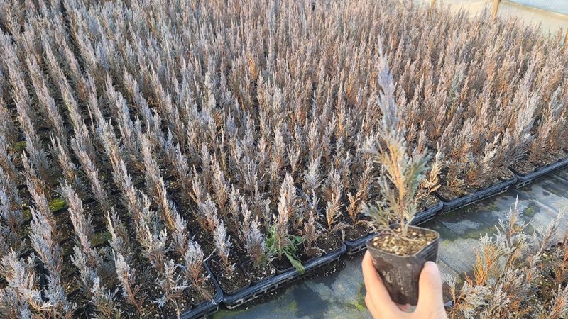 이선미님의 장터 판매 상품 [블루엔젤 포트 묘목 50주] 첨부 사진