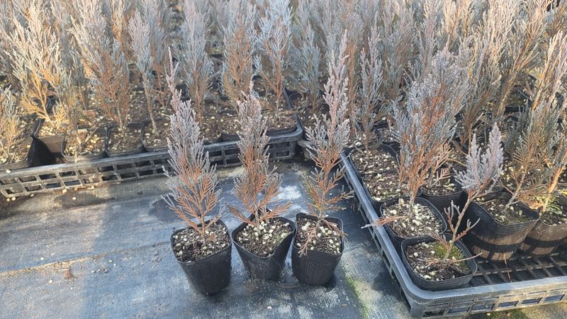 이선미님의 장터 판매 상품 [블루엔젤 포트 묘목 50주] 첨부 사진