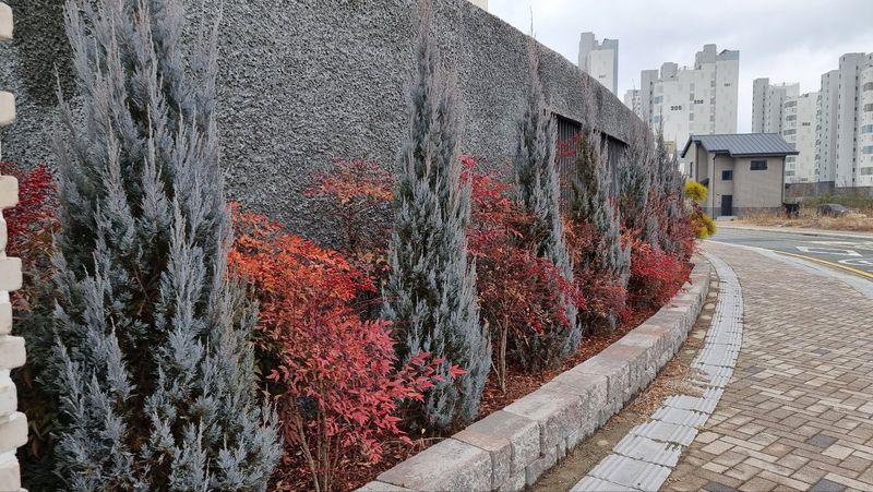 이선미님의 장터 판매 상품 [블루엔젤 포트 묘목 50주] 첨부 사진