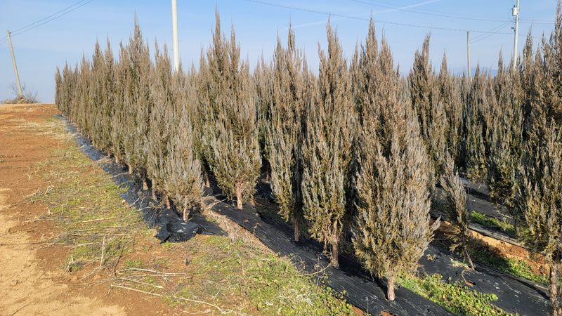 이선미님의 장터 판매 상품 [블루엔젤 포트 묘목 50주] 첨부 사진