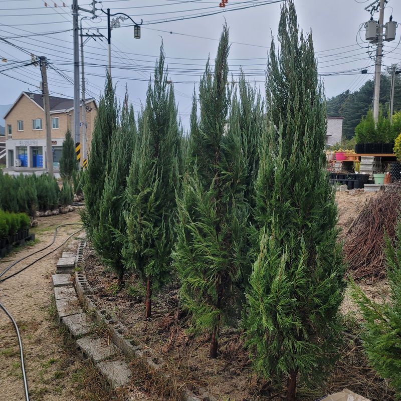 이선미님의 장터 판매 상품 [블루엔젤 포트 묘목 50주] 첨부 사진