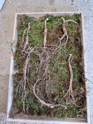 삼두리농원님의 기타작물 · 자유게시판 작성글 사진