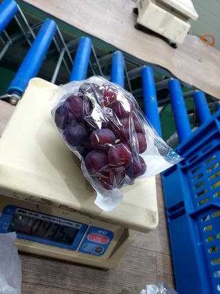 손현순님의 2월 내 작물 자랑하기 · 참여글 작성글 사진