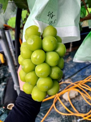 손현순님의 2월 내 작물 자랑하기 · 참여글 작성글 사진