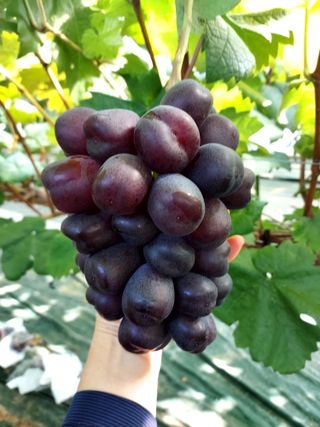 손현순님의 2월 내 작물 자랑하기 · 참여글 작성글 사진