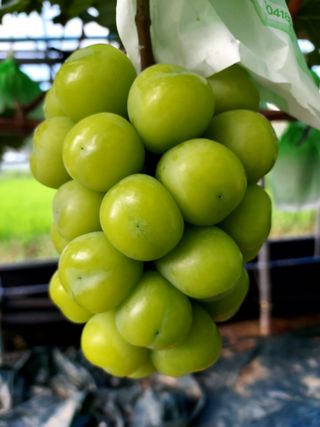 손현순님의 2월 내 작물 자랑하기 · 참여글 작성글 사진